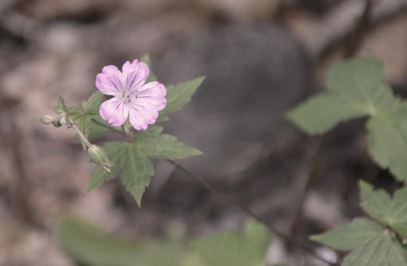 Geranium nodosum